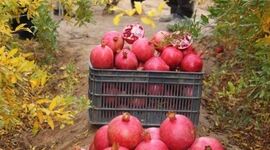 نبود صنایع تبدیلی و سودی که عاید دلالان ‌می شود