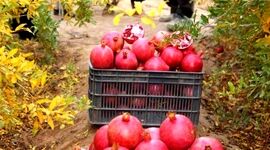 نبود صنایع تبدیلی و سودی که عاید دلالان ‌می شود