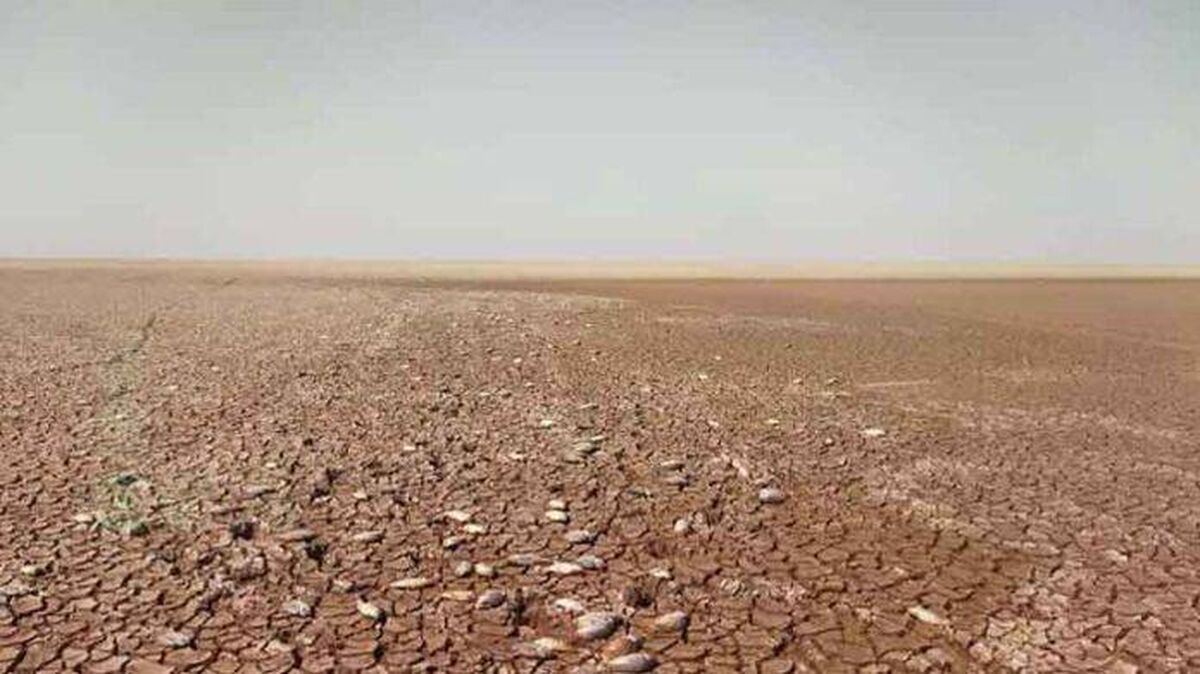 جازموریان قربانی تصمیمات غلط