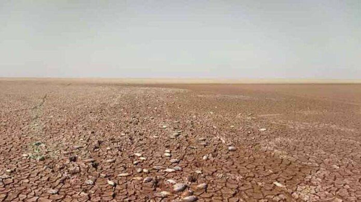 جازموریان قربانی تصمیمات غلط