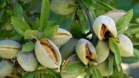 وزارت جهاد کشاورزی زیربارکاهش تولید بادام نمی رود