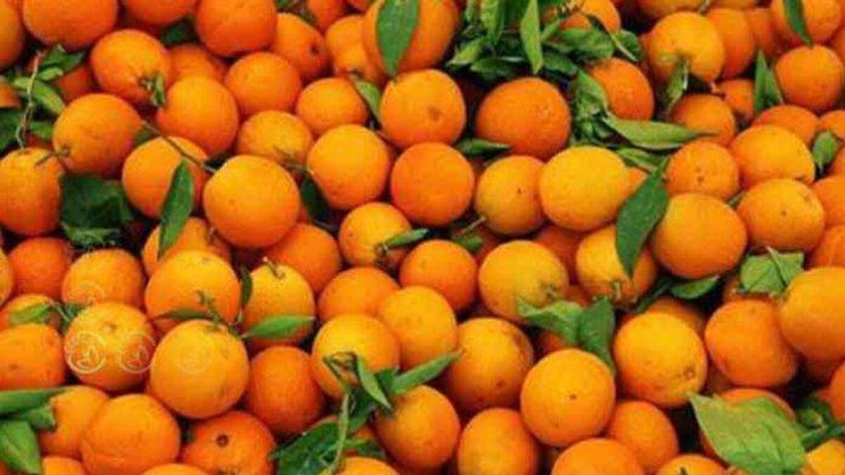بازار چین در انتظار محصولات کشاورزی ایران