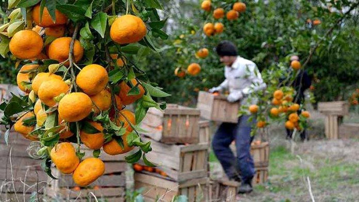 درآمد ارزی ۳ میلیارد دلاری محصولات باغبانی در کشور