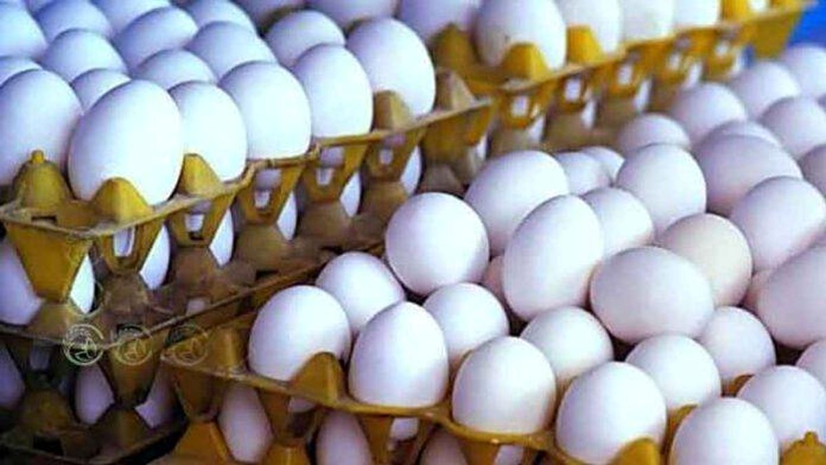 تولید هر عدد تخم‌ مرغ ۷۵۰ سی سی آب مصرف می‌کند