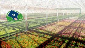 بهترین خاک برای گیاهان گلخانه‌ای