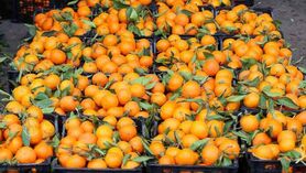 کاهش ۲۰ درصدی مصرف میوه