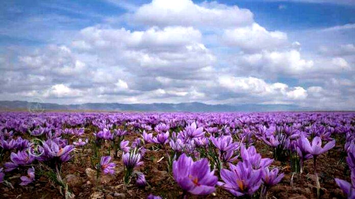پادشاهی تجار افغانستانی در شطرنج زعفران ایرانی