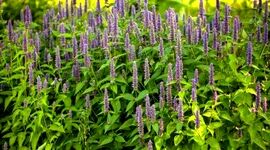 گیاهان دارویی در بند خام فروشی