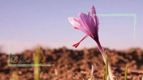 خشکسالی به مزارع زعفران رسید