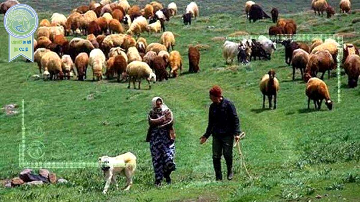 کمبود نهاده‌ دامداری عشایر را به چالش می‌کشد