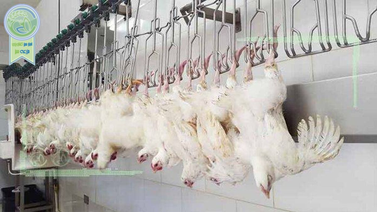 مازندران تامین کننده مرغ پایتخت