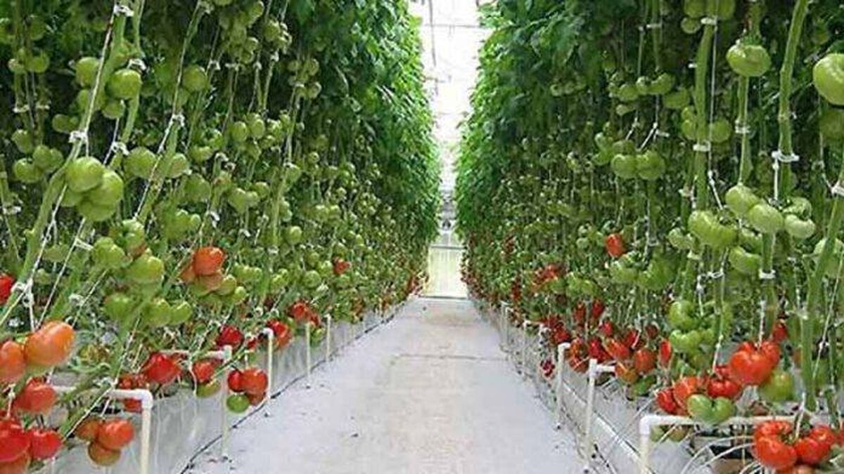 کشت گلخانه ای جایگزینی برای صادرات غیرنفتی