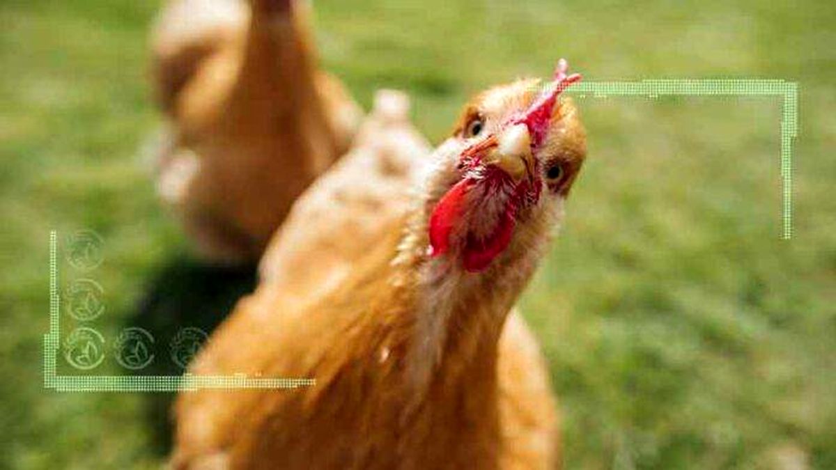 مرغ و تخم‌مرغ در مهرماه ۸ درصد گران شد