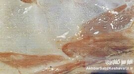 سندروم لاشه مرطوب گوسفند