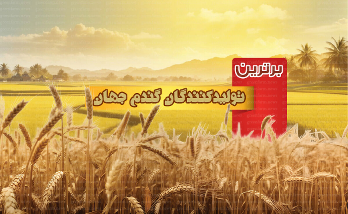 برترین تولیدکنندگان گندم جهان

