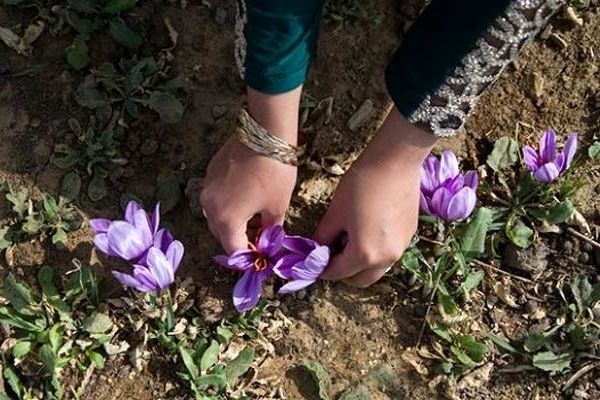 قاچاق ماهانه ۱۰ تن زعفران به خارج از کشور

