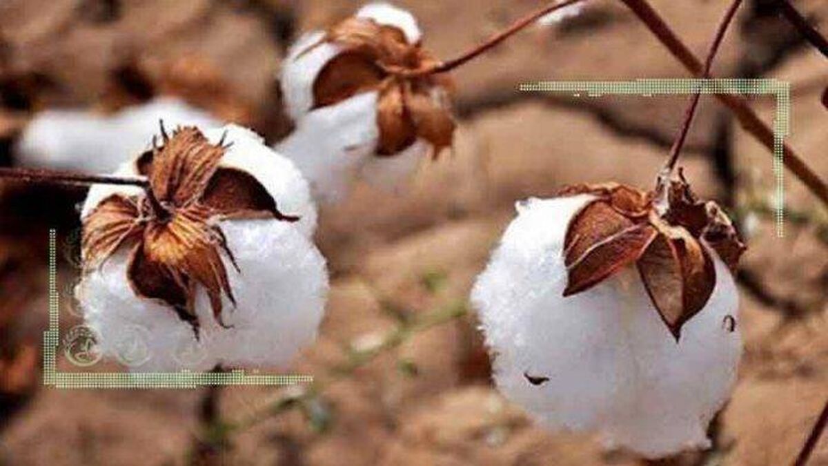 هزینه بالای کشت پنبه