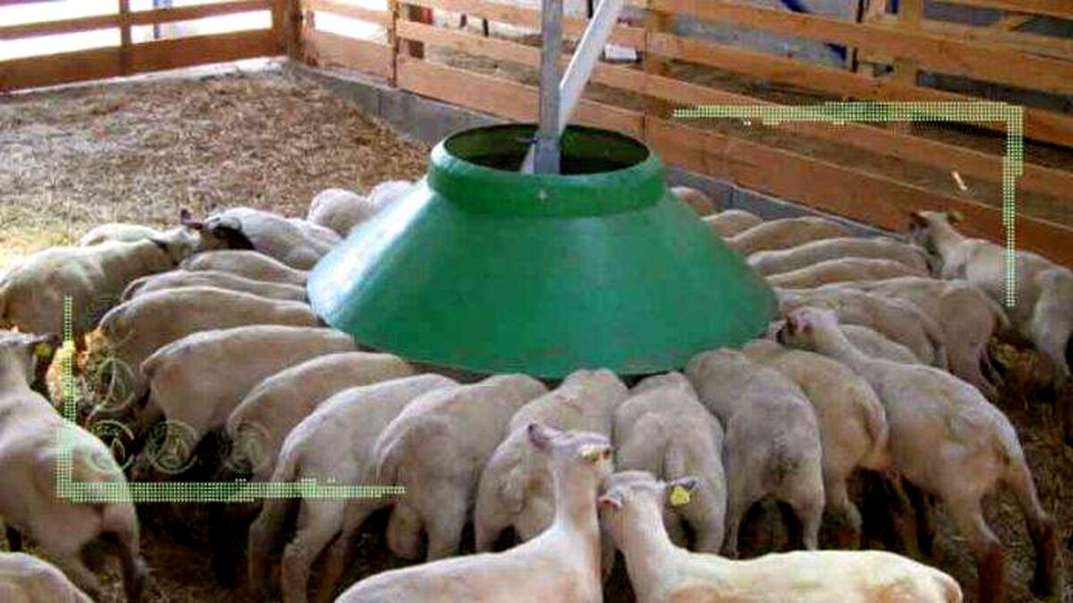 بررسی حذف یونجه در جیره غذایی بره‌های پرواری