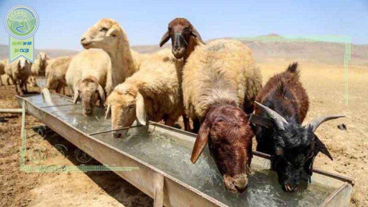 قیمت فروش دام نصف هزینه‌های آن است
