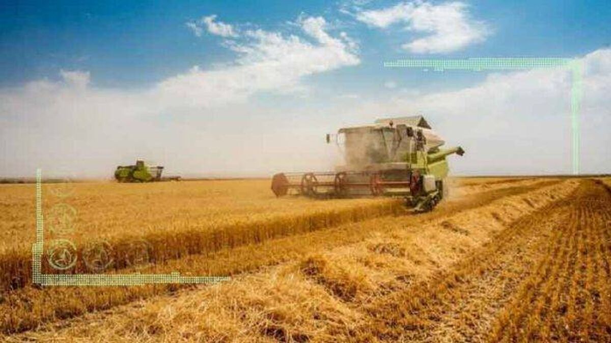 افزایش تولید محصول دیم با وجود خشکسالی