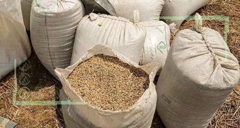 متوسط نیاز کشور به گندم سالانه ۱۳.۵ میلیون تن است