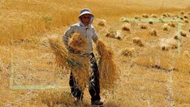 خرده مالکی تهدیدی برای امنیت غذایی کشور
