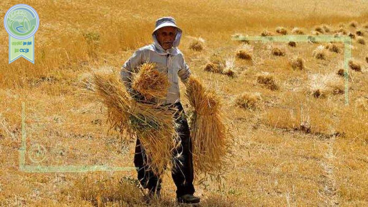 خرده مالکی تهدیدی برای امنیت غذایی کشور