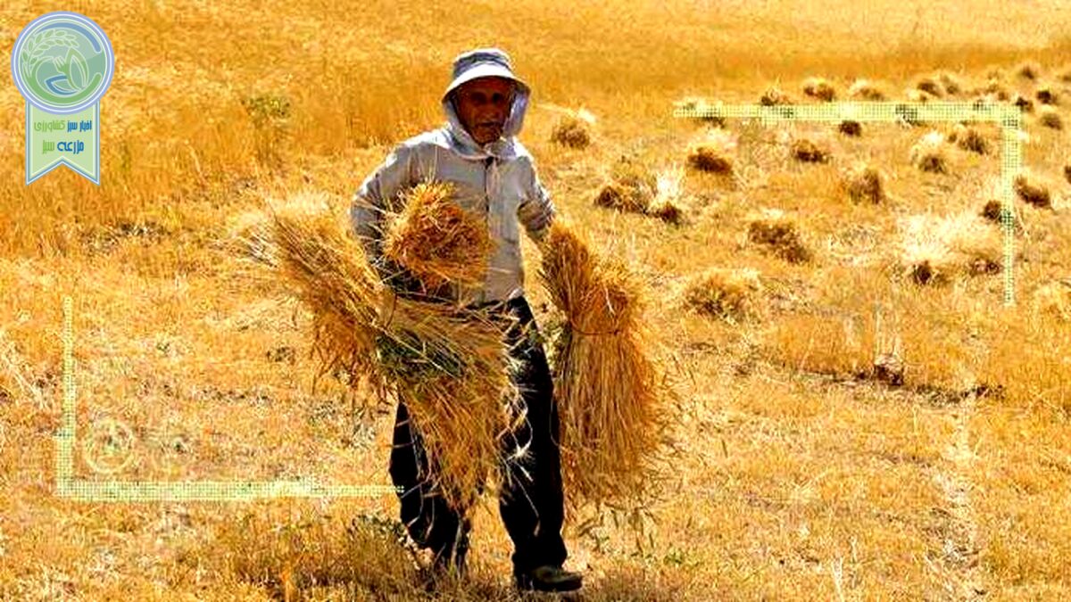 خرده مالکی تهدیدی برای امنیت غذایی کشور