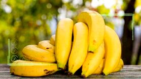 واردات موز از اسرائیل تکذیب شد