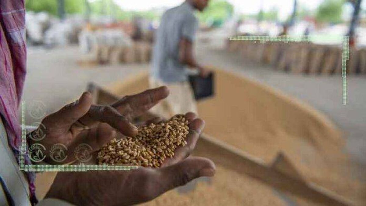 مشکلات اپراتور همراه اول در مشارکت با کشت قراردادی