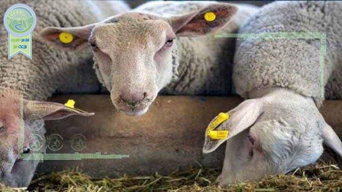 کشتار دام آن روی سکه کمبود نهاده‌‌‌ها