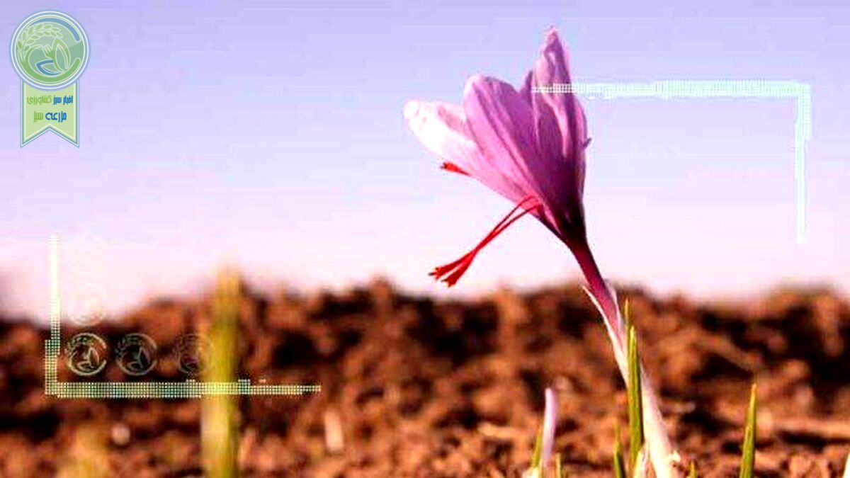 تعاون روستایی در خرید زعفران تخلف کرد