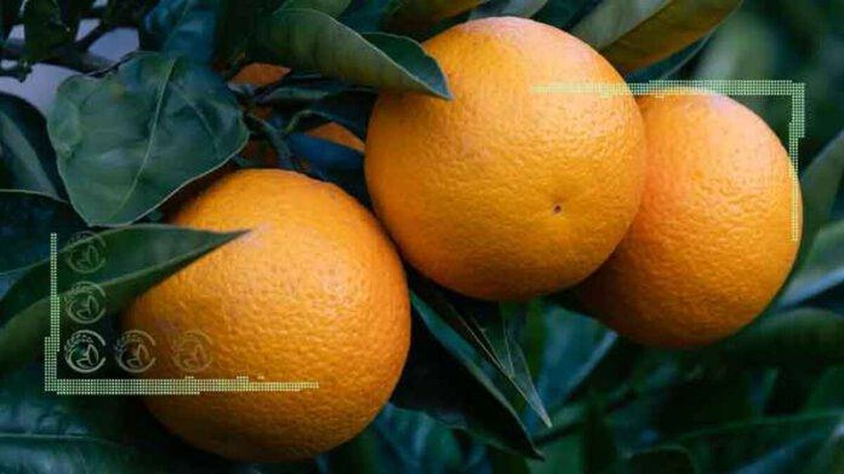 مرکبات شمال شیرین‌تر شدند