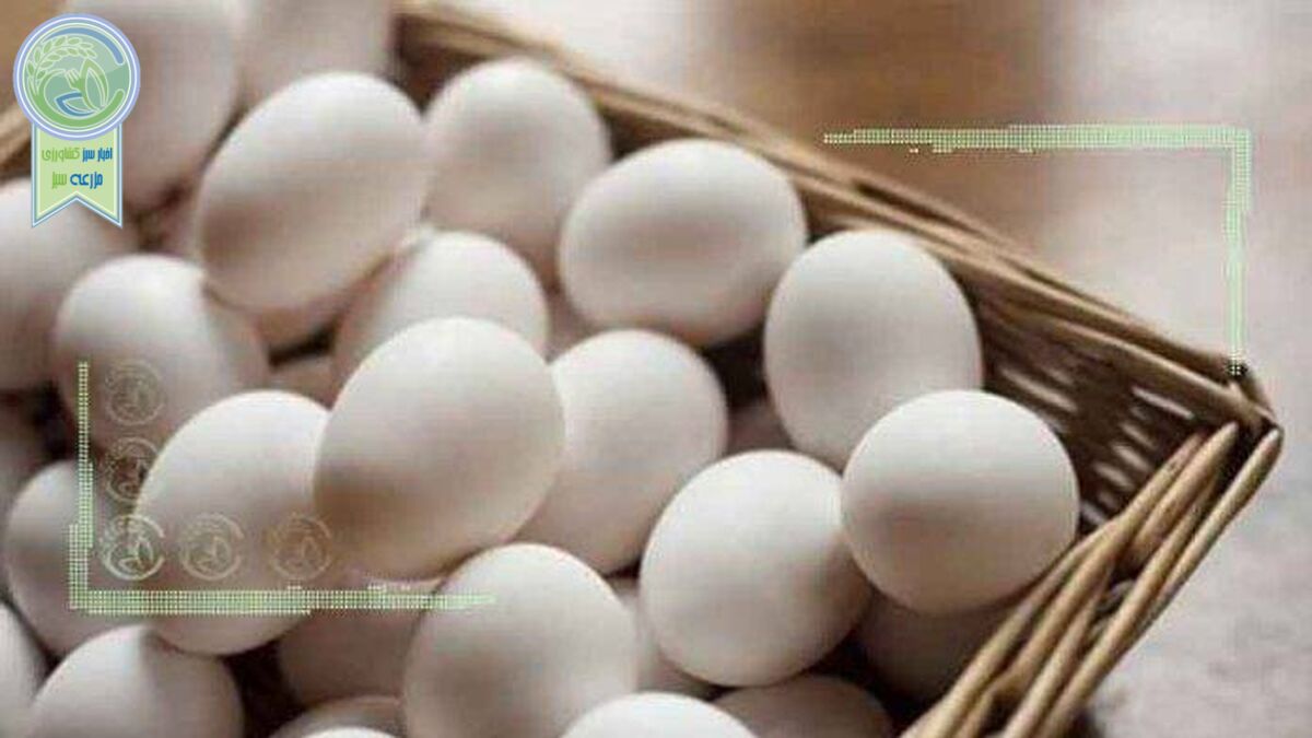 سرانه مصرف تخم‌مرغ ۱۵ کیلو شد
