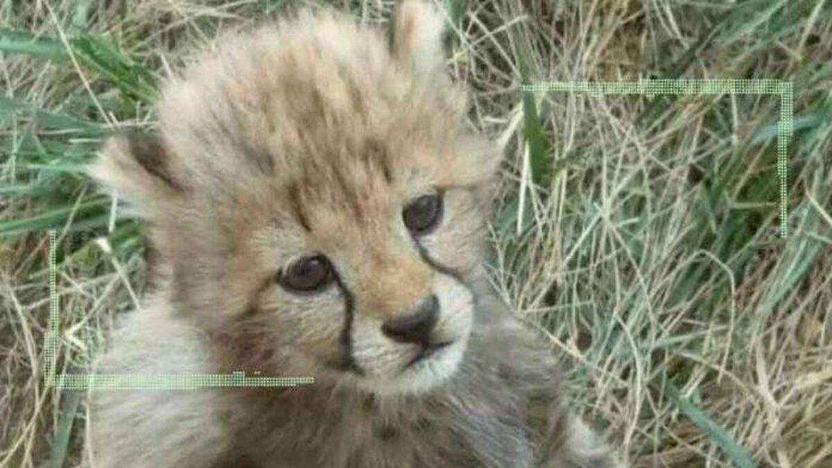 ماجرای پیدا شدن 2 توله یوز ماده و مرد چوپان