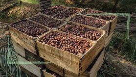 واردات خرمای ایرانی ثمره عملکرد ضعیف مدیران