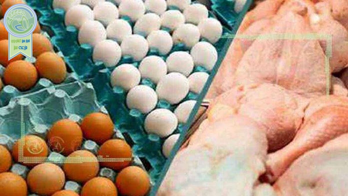 قیمت مرغ و تخم مرغ ربطی به بخش خصوصی ندارد