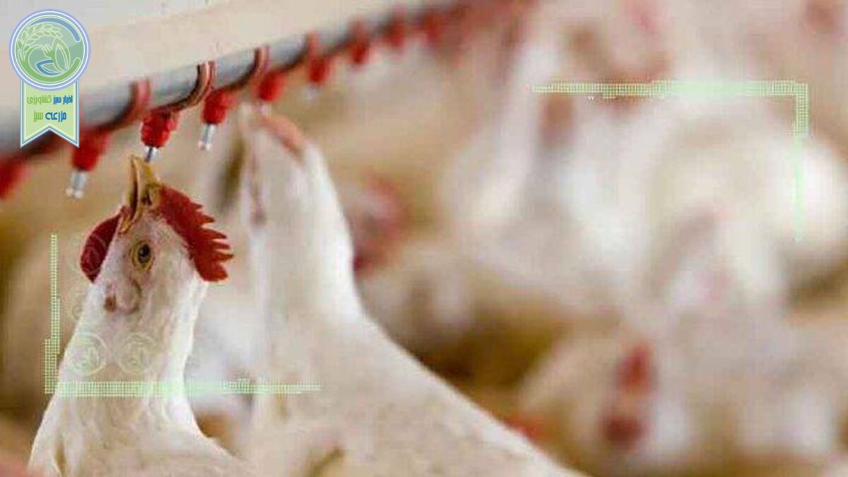 انباشت مرغ در مرغداری‌ها