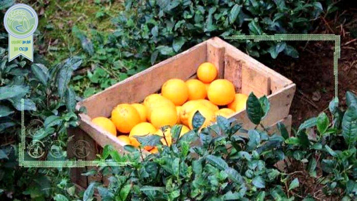 ترفند سورتینگ‌داران برای ریزش قیمت مرکبات