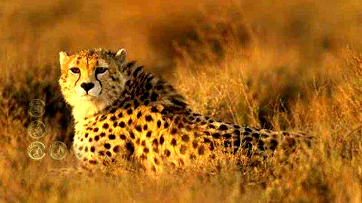 اما و اگرهای حفاظت از یوز آسیایی