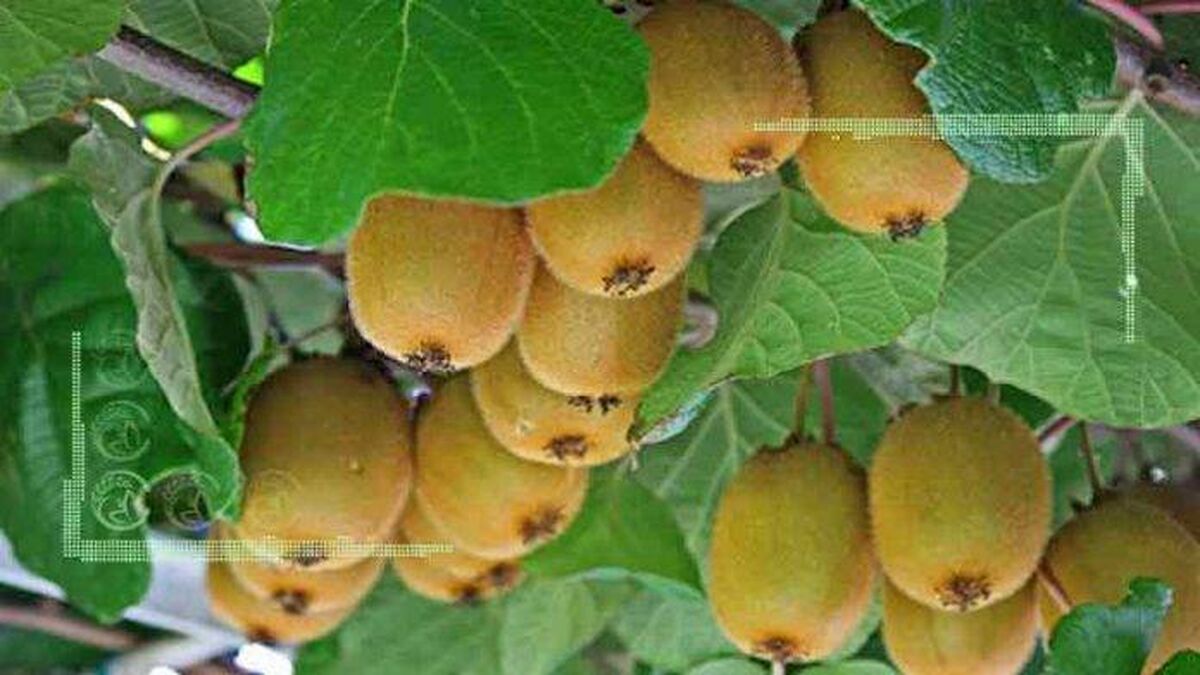 ایران در جایگاه پنجمین تولیدکننده کیوی در جهان