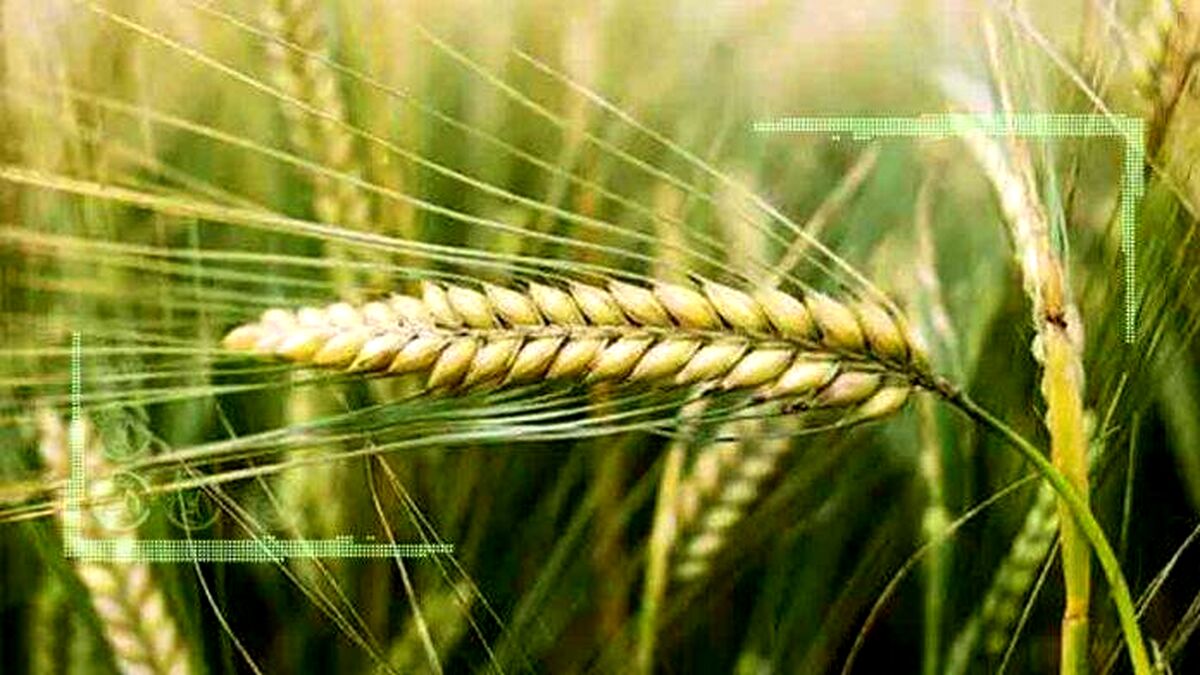 خشکسالی و افزایش هزینه‌ تولید، کشت جو را کم کرد