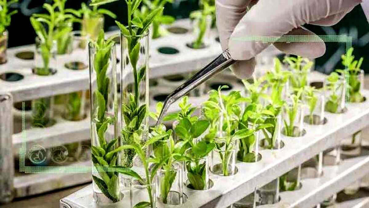 بذرها توسط شرکت‌های بزرگ شیمیایی، مستعمره می‌شوند