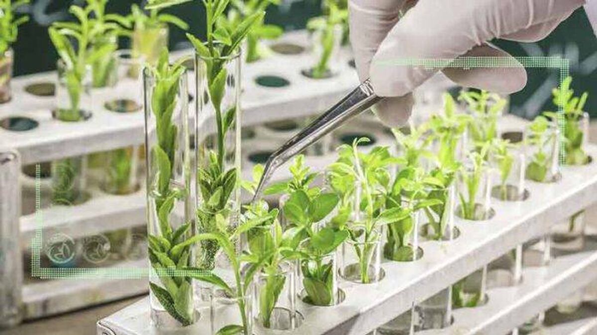 بذرها توسط شرکت‌های بزرگ شیمیایی، مستعمره می‌شوند