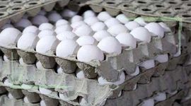 عرضه تخم مرغ ۲۰ درصد کمتر از نرخ مصوب