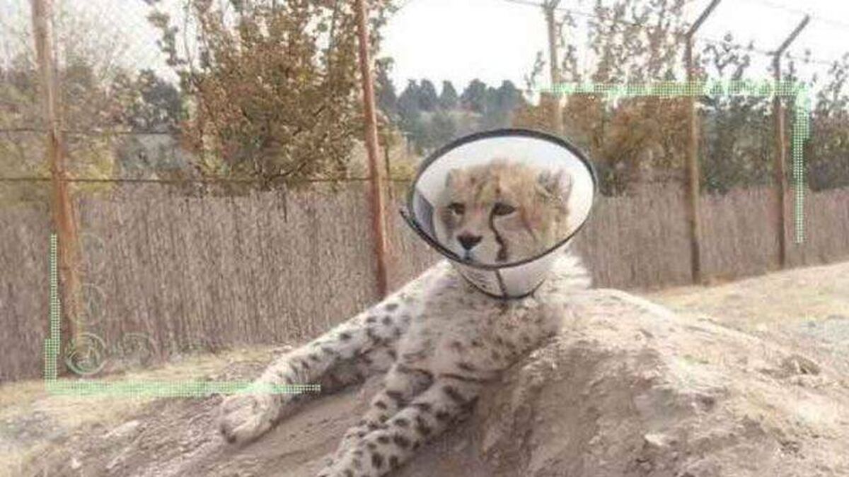 ماجرای گردنبند طبی «پیروز» چیست!؟