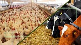 قیمت انواع نهاده‌های دامی و محصولات کشاورزی ۲۱ دی