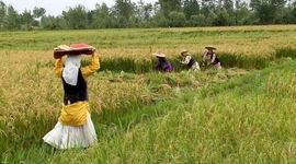 اهمیت حضور زنان روستایی در طرح الگوی کشت