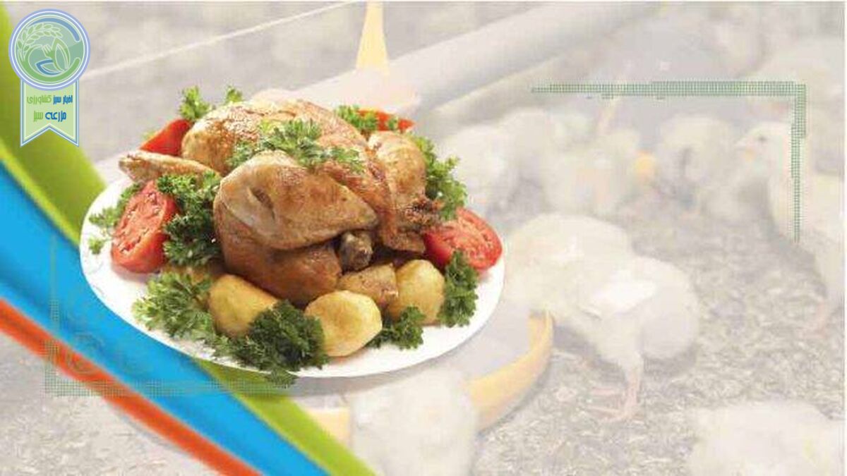 نگاهی به آینده مرغداری