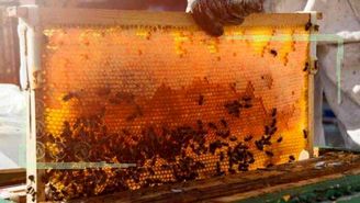 زنبورداری صنعتی پویا، فعال و ارزآور